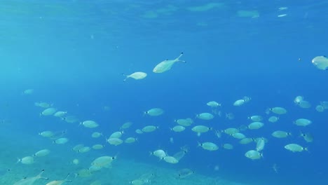 Toma-Submarina-De-La-Vida-Marina-Y-Un-Cardumen-De-Peces-Nadando-Tranquila-Y-Lentamente-Por