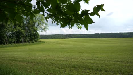 green meadow in the forest in summer with trees in the background and leaves