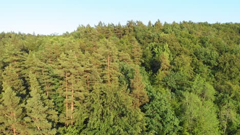 boom shot from a drone of polish boreal forest in pomerania district