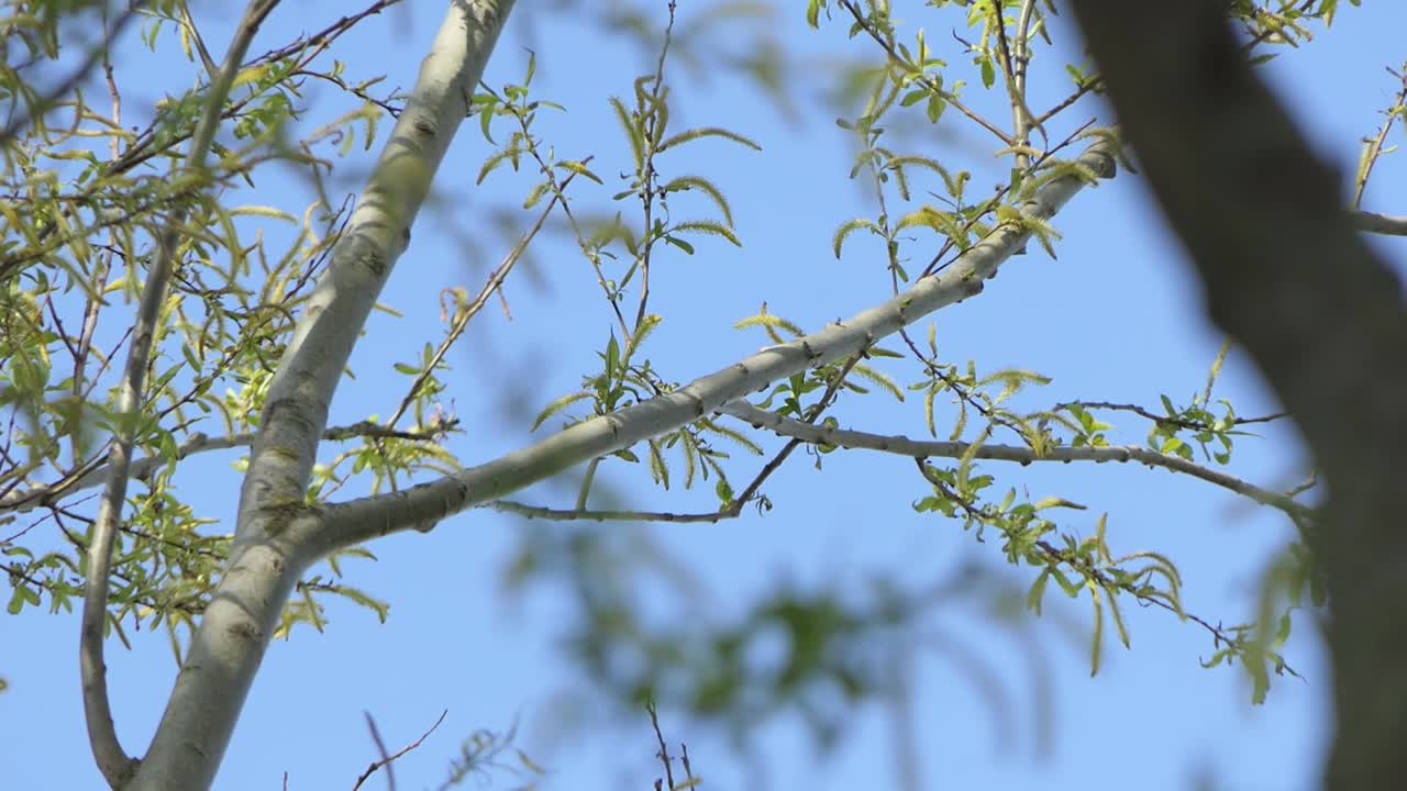 Spotted Woodpecker with insects in its beak on a tree branch