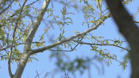 Pájaro-Carpintero-Manchado-Con-Insectos-En-Su-Pico-En-Una-Rama-De-árbol