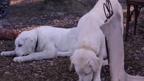 Dos-Jóvenes-Perros-Akbas-Comiendo-Su-Comida