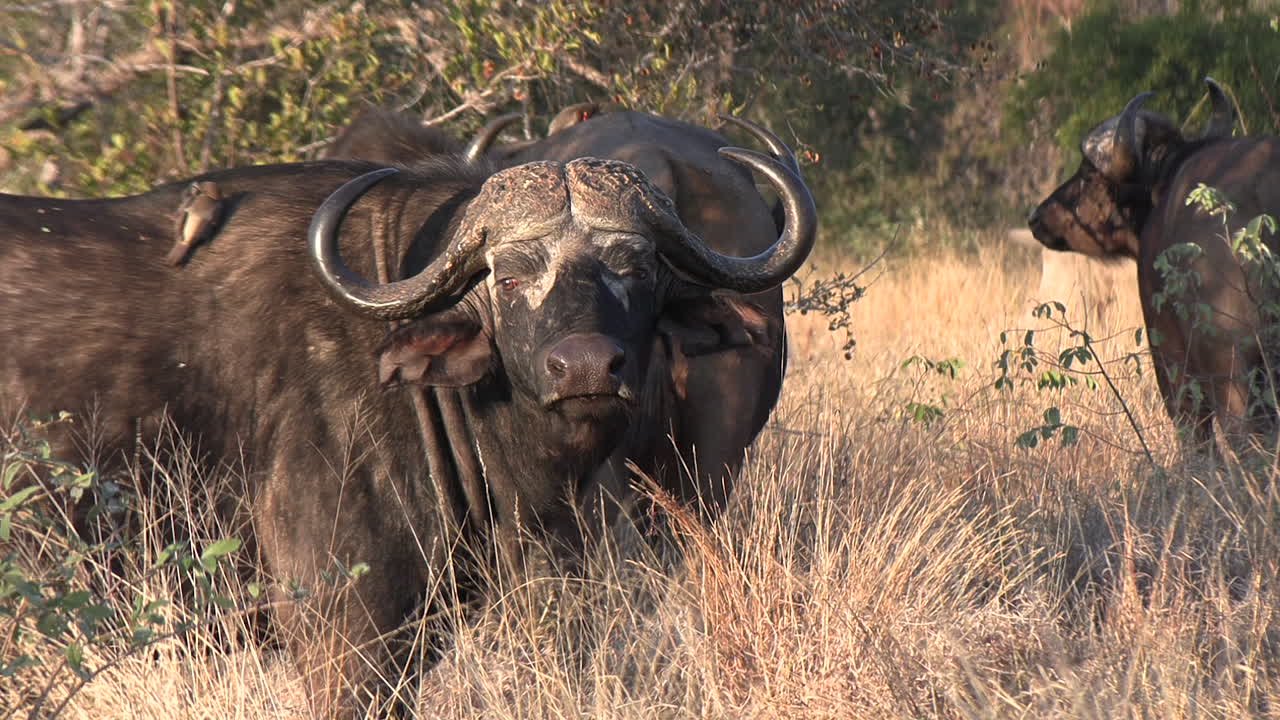 An African buffalo stares at the camera with a curious expression