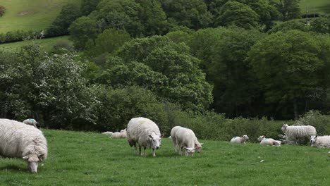 Schafe-Mit-Lämmern-In-Wales.-Vereinigtes-Königreich