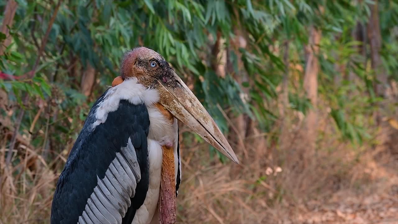 남부 아시아에서 흔히 볼 수 있는 황새과의 큰 새이며 현재 서식지 손실로 인해 멸종 위기에 처해 있습니다.