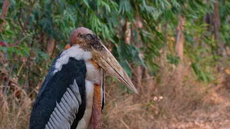 un gran pájaro de la familia de las cigüeñas común en el sur de asia y ahora en peligro de extinción debido a la pérdida de hábitat