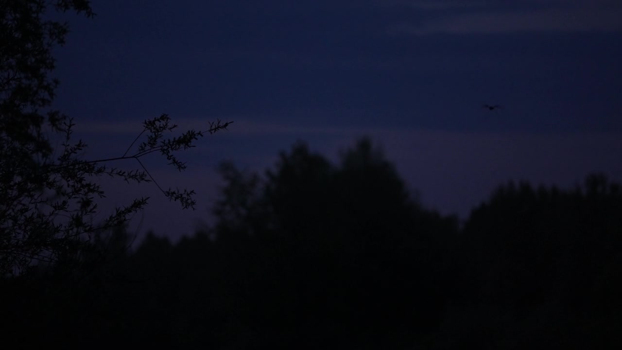 Pipistrelli che volano di notte sopra alberi in silhouette si incrociano a mezz'aria, poi si dividono mentre un altro pipistrello entra nell'inquadratura al rallentatore, cielo crepuscolare suggestivo e volta della foresta.