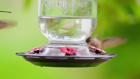 hummingbirds feeding at a nectar feeder