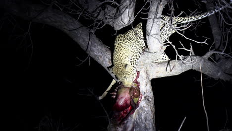 leopard in tree at night grabs kill that hangs from branch, spotlight