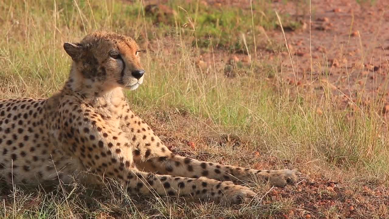 el guepardo con la cara sucia se sienta y mira hacia la sabana masai mara