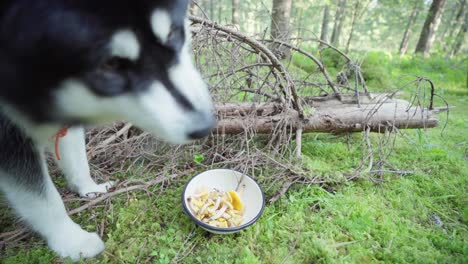 malamute de alaska con olor a hongo en el tazón