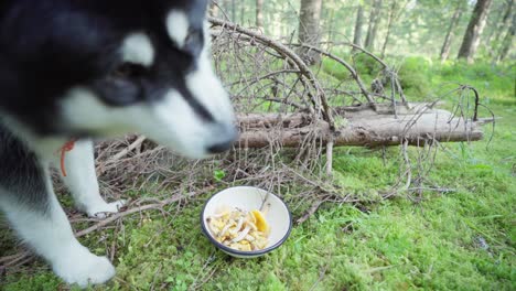 alaskan malamute smelling mushroom in the bowl