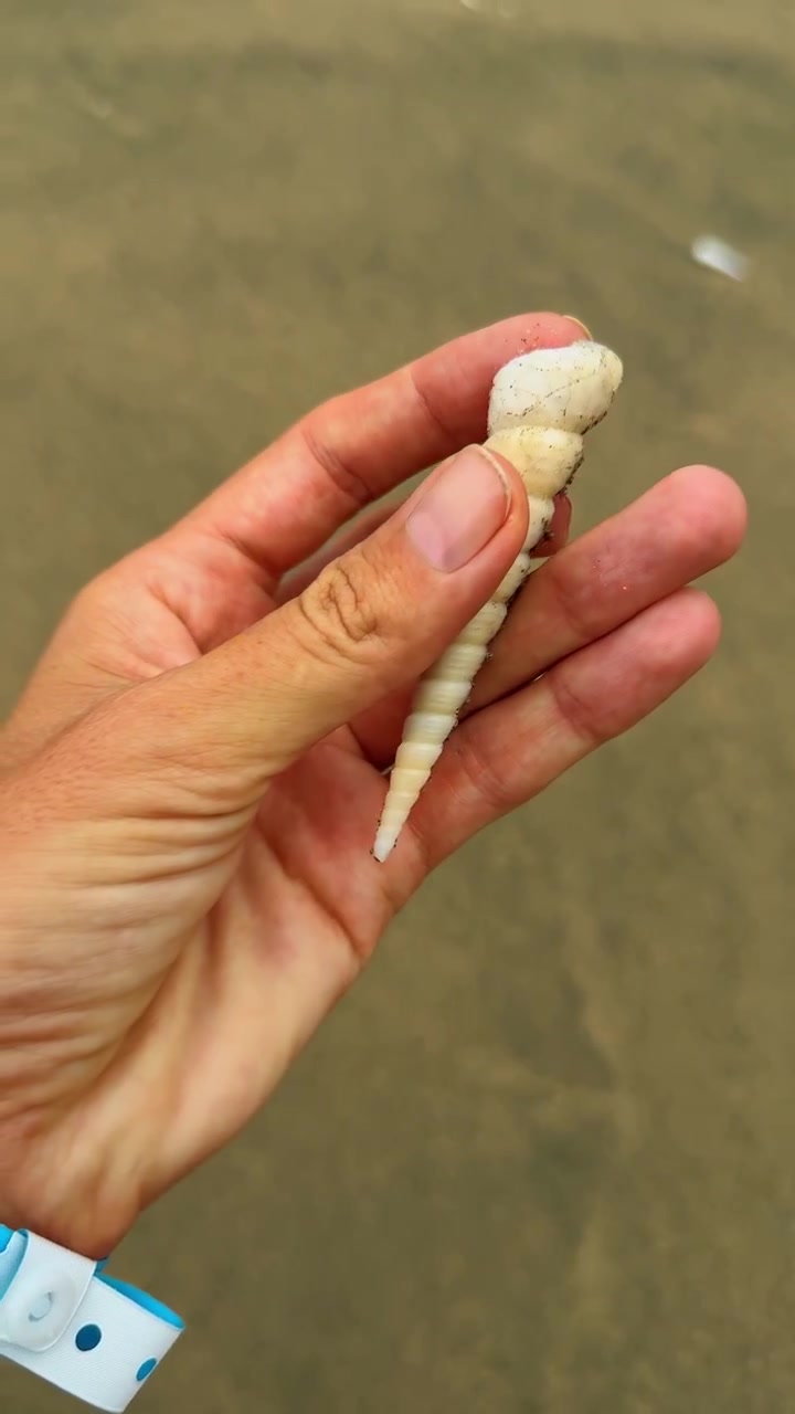 Human hand holding long spiral seashell on sandy beach. Person holding a white spiral auger shell over sandy ground at a beach in Costa Rica.