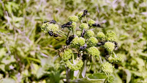 wasp, bees feed on wildflower bloom