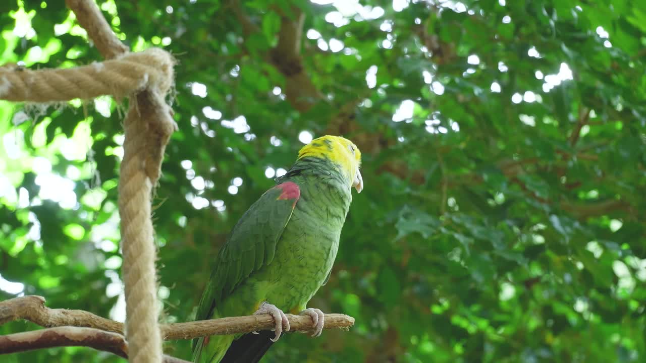 Yellow-Headed Amazon Parrot Perched on Branch