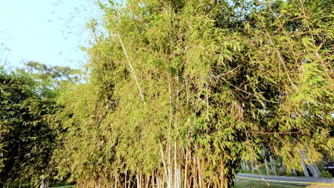 bamboo swaying gently in the breeze