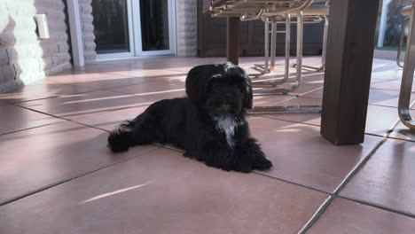 a-black-Bolonka-Zwetna-dog-sits-comfortably-on-the-tiles