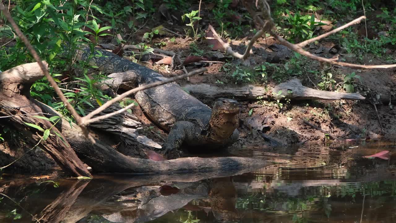 visto en un arroyo levantando la cabeza después de beber un poco de agua