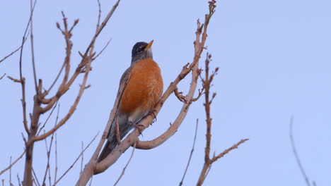 american robin perched on branch poops and flies away, in malibu, california