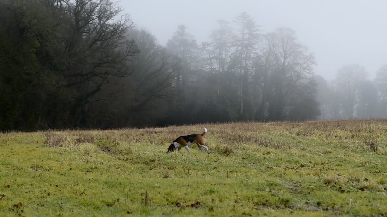 Beaglehund på jagt efter fasaner på markerne en tåget morgen