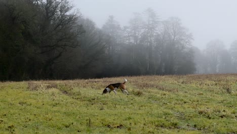 beagle dog on the hunt for pheasants in the fields on a foggy morning