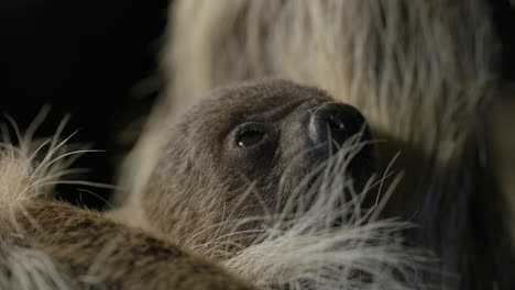 Intimate-close-up-of-a-newborn-baby-sloth