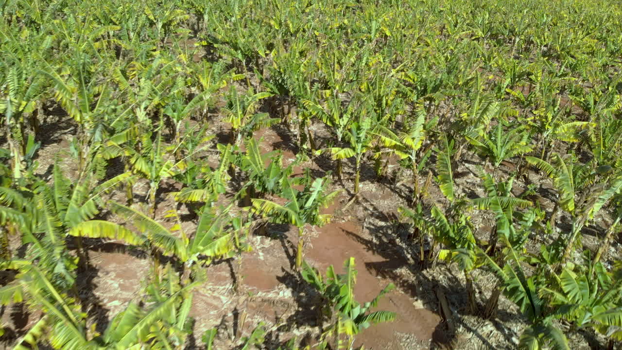 vista aérea de la plantación de plátanos