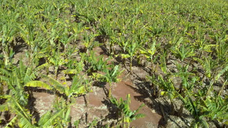 aerial view of banana plantation