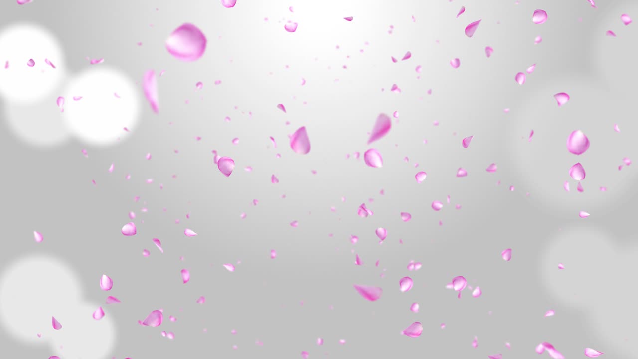 Pink sakura Falling Petals Loop Background 3D Green Screen.