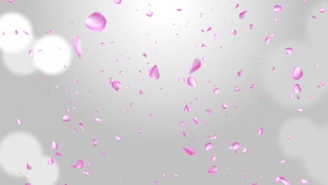 pink sakura falling petals loop background 3d green screen.