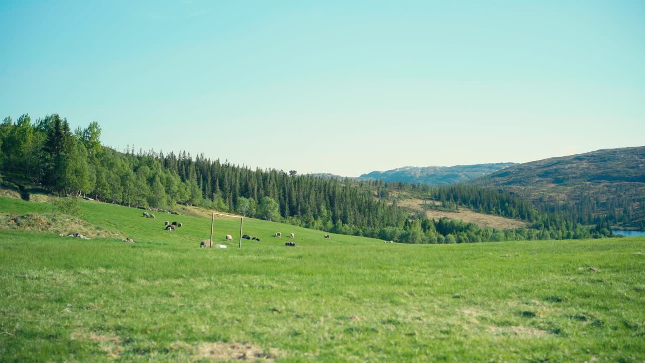 vista lejana de un rebaño de ovejas pastando en un campo de montaña cerca de un bosque de pinos en noruega