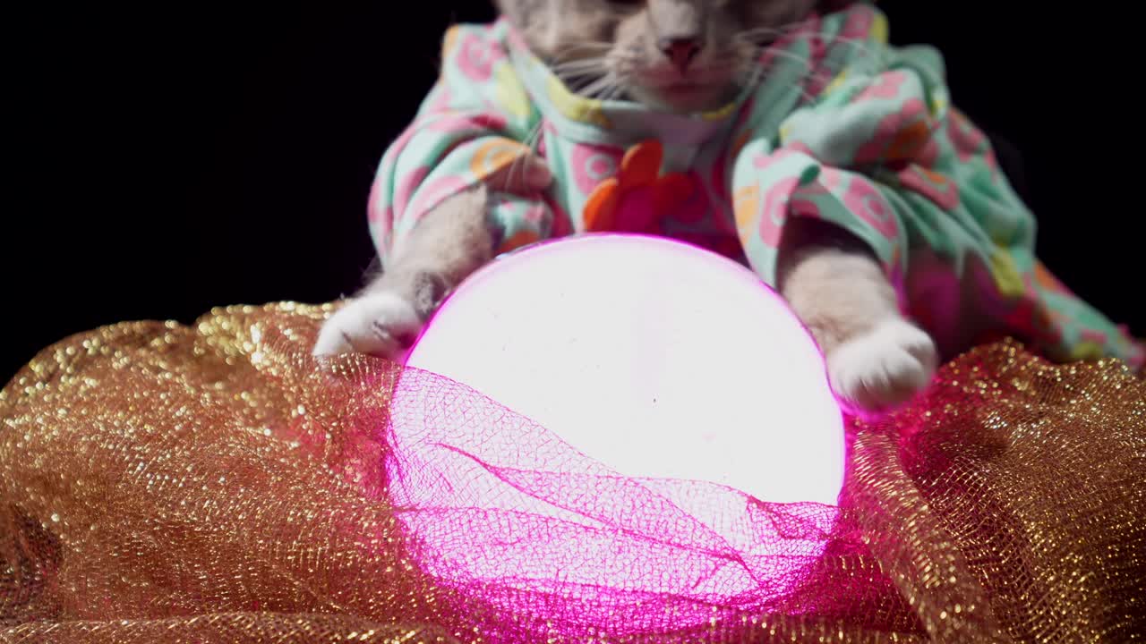 близко кошачьи лапы гадатель с помощью хрустального шара