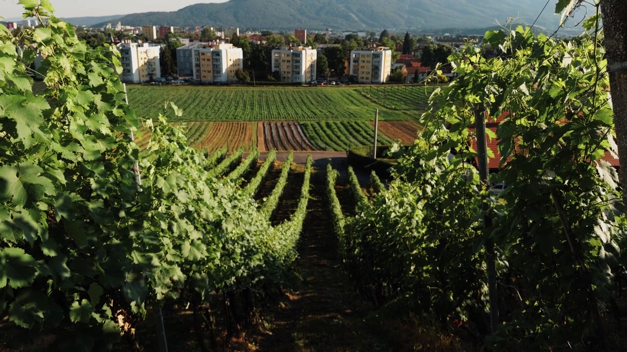 Green vineyard rows overlook Maribor with urban buildings and mountains in the distance, showing Slovenia’s wine region and countryside beside the city.