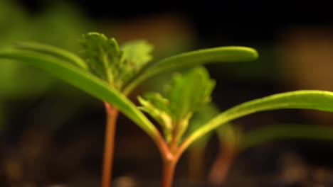 French-marigold-seedlings-with-tiny-reddish-dots-on-small-true-leaves