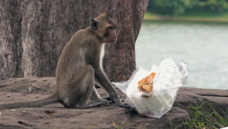 monkey eating from discarded take out boxes