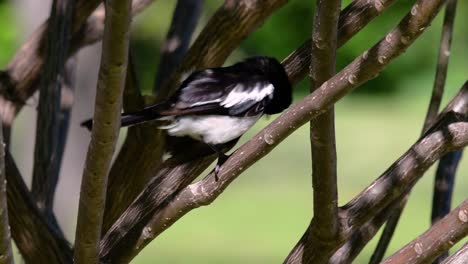 The-Oriental-magpie-robin-is-a-very-common-passerine-bird-in-Thailand-in-which-it-can-be-seen-anywhere