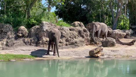 dos elefantes cerca del estanque de agua con grandes rocas y árboles en el fondo