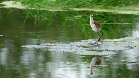 a chick on a wide leaf of a lily cautiously looking around, bronze-winged jacana, metopidius indicus, pak pli, nakorn nayok, thailand