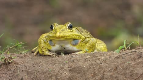 beautiful yellow frog in rain