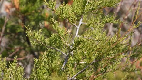 pequeña reinita migratoria de blackburnian, setophaga fusca volando lejos del árbol