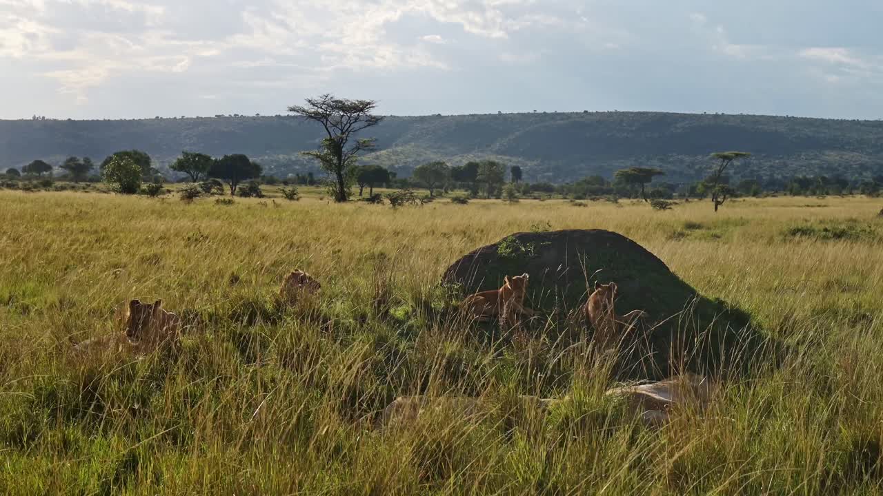 orgullo de leones y cachorros de león en masai mara, kenia, áfrica, leona jugando durmiendo y descansando en el sol en un safari de vida silvestre africana acostada en la hierba larga en masai mara, toma de gran ángulo