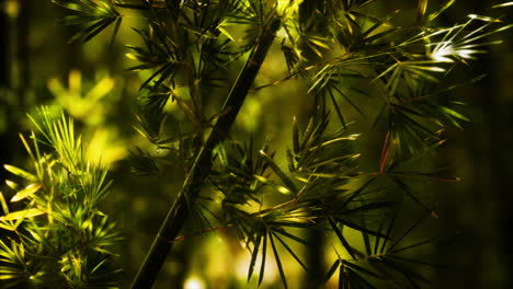 el bosque de bambú verde en hawai