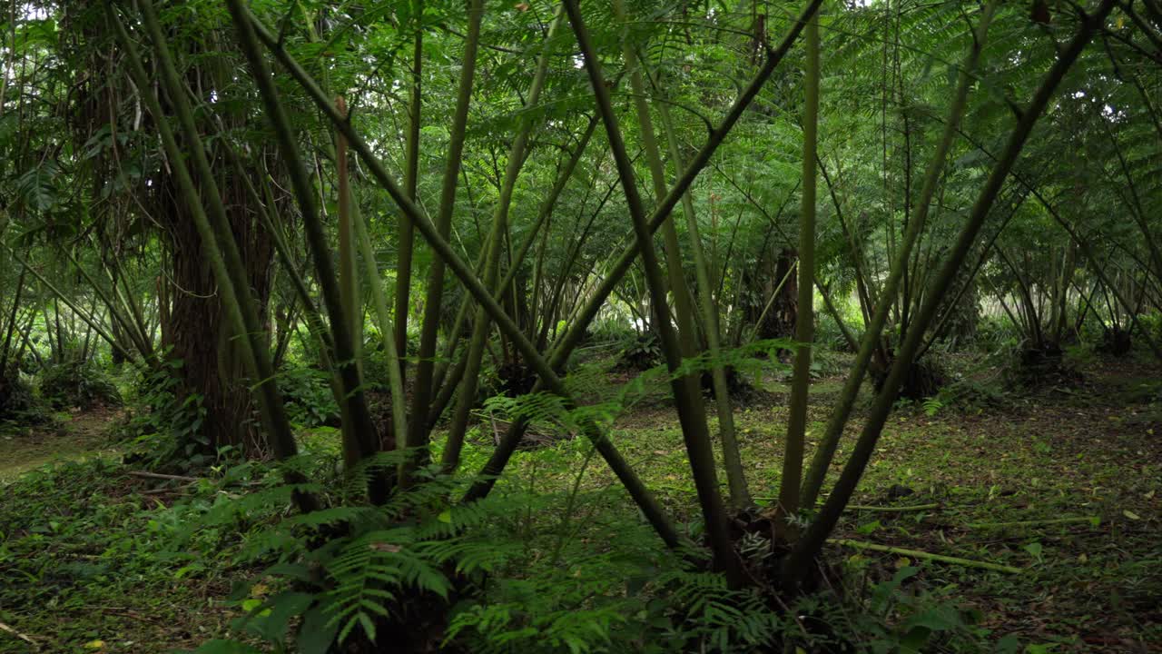 Large forest of ferns deep in a rainforest