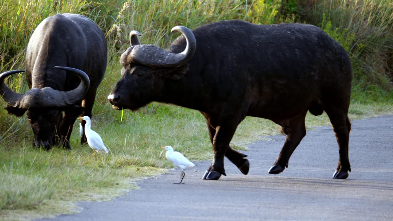 enorme búfalo salvaje cruzando la calle mientras mastica hierba cerca de pájaros blancos