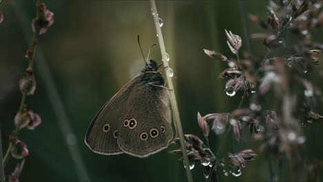 ringlet butterfly perched on dew-covered grass in macro shot