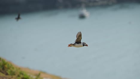 slow motion puffins flying on the coast, atlantic puffin bird in flight with coastal scenery on the coast of skomer island in wales, amazing uk birds and wildlife