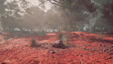 foggy forest in australia