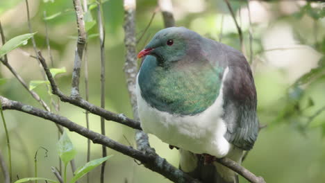 Closeup-of-New-Zealand-Kereru-Pigeon-Resting-On-Tree-Branch