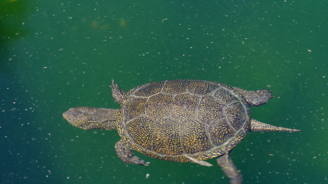 화창한 날 자연 연못에서 다이빙하는 야생 거북이의 클로즈업 샷 - 추적 샷