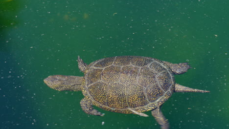 primer plano de buceo de tortugas de agua salvaje en un estanque natural durante el día soleado - tiro de seguimiento